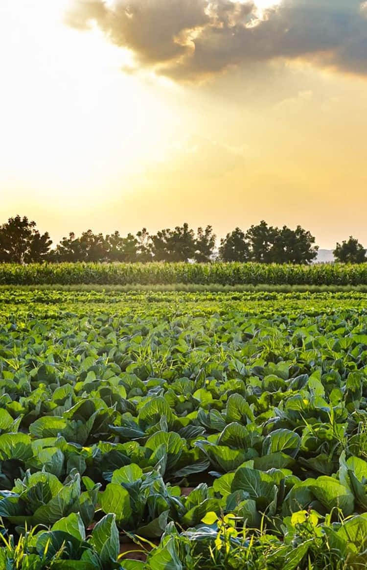 The best farms to visit